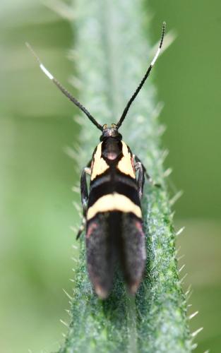 Dasycera oliviella